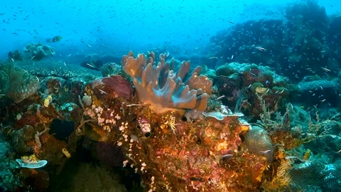 Pristine coral reef surrounded by tiny glass fish Stock Footage 130240577