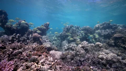 Pristine coral reef system in the Pacific Ocean - Fiji Stock Footage 303222696