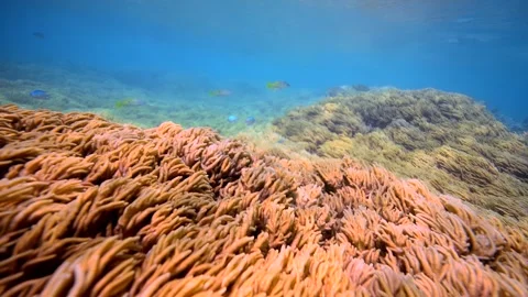 Pristine coral reef system in the Pacific Ocean - Fiji Stock Footage 303223385