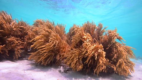 Pristine coral reef system in the Pacific Ocean - Fiji Stock Footage 303223386