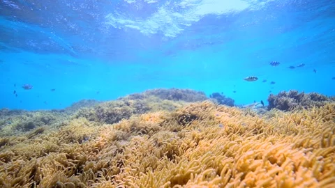 Pristine coral reef system in the Pacific Ocean - Fiji Stock Footage 303223447