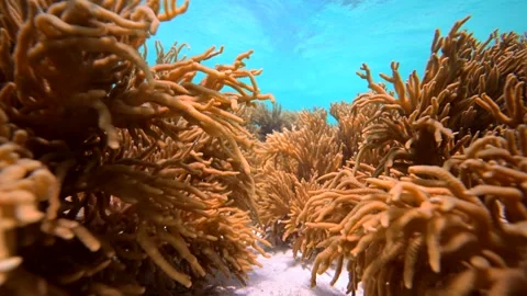 Pristine coral reef system in the Pacific Ocean - Fiji Stock Footage 303223459