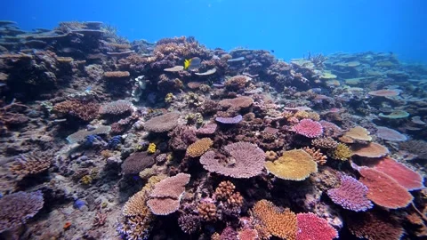 Pristine coral reef system in the Pacific Ocean - Fiji Stock Footage 303226093