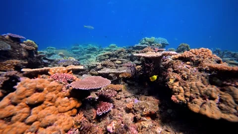 Pristine coral reef system in the Pacific Ocean - Fiji Stock Footage 303226547