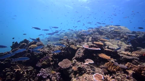 Pristine coral reef system in the Pacific Ocean - Fiji Stock Footage 303226669