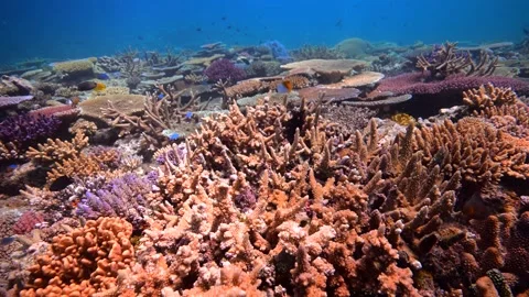 Pristine coral reef system in the Pacific Ocean - Fiji Stock Footage 303231474