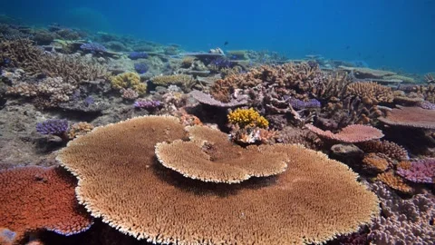 Pristine coral reef system in the Pacific Ocean - Fiji Stock Footage 303231871