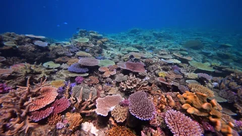 Pristine coral reef system in the Pacific Ocean - Fiji Stock Footage 303232115