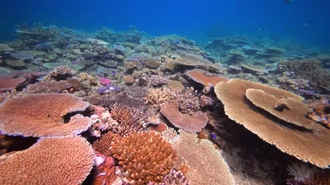 Pristine coral reef system in the Pacific Ocean - Fiji Stock Footage 303232509