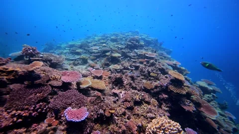 Pristine coral reef system in the Pacific Ocean - Fiji Stock Footage 303232610