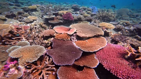 Pristine coral reef system in the Pacific Ocean - Fiji Stock Footage 303236705