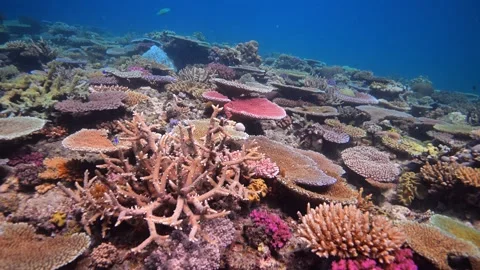 Pristine coral reef system in the Pacific Ocean - Fiji Stock Footage 303264687