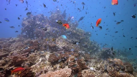 Pristine Coral Reef system in the Pacific Ocean - Fiji Stock Footage 318600632