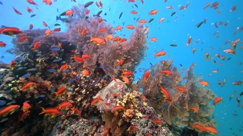 Pristine Coral Reef system in the Pacific Ocean - Fiji Stock Footage 318600694