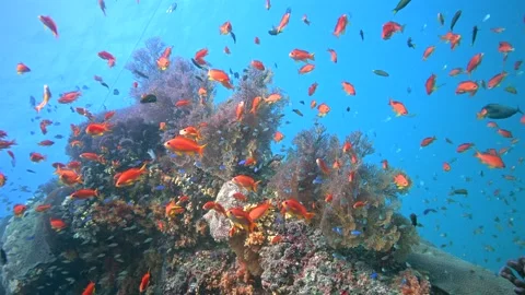Pristine Coral Reef system in the Pacific Ocean - Fiji Stock Footage 318600853