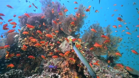Pristine Coral Reef system in the Pacific Ocean - Fiji Stock Footage 318600872