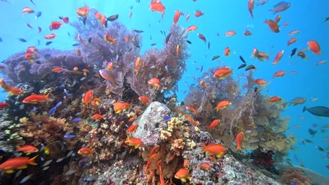 Pristine Coral Reef system in the Pacific Ocean - Fiji Stock Footage 318600955