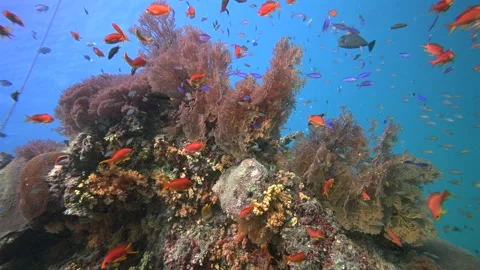 Pristine Coral Reef system in the Pacific Ocean - Fiji Stock Footage 318601197