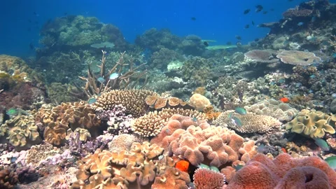 Pristine Coral Reef system in the Pacific Ocean - Fiji Stock Footage 318602428