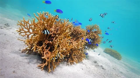 Pristine Coral Reef system in the Pacific Ocean - Fiji Stock Footage 318611209