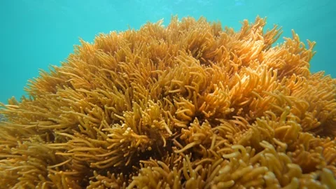 Pristine Coral Reef system in the Pacific Ocean - Fiji Stock Footage 318612705