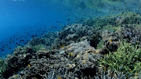 Pristine Coral Reef Top Stock Footage 112256473