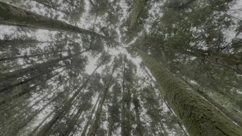 Pristine forest atmosphere with moss and soft light Stock Footage 327150878