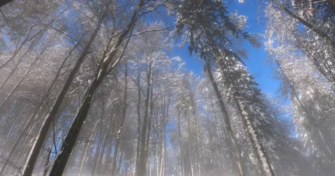 Pristine forest covered with snow in winter season Stock Footage 145399318
