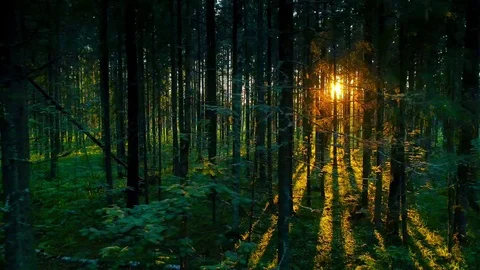 Pristine forest green trees shining yellow sun lateral nature deep woods sunset Stock Footage