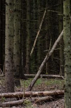 Pristine forest. Stock Photos