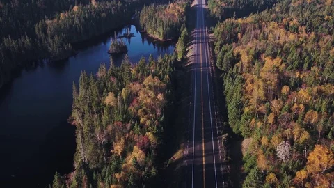 Pristine Forest Road Video stock 81408782