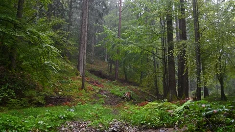 Pristine forest in wilderness. Rain is falling on trees and undergrowth Stock Footage 140545065