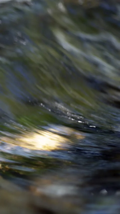Pristine Freshwater Ecosystem With Crystal Clear River Vídeos de archivo 336141402