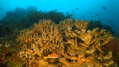 Pristine hard coral formations surrounded by fish Stock Footage 130240582