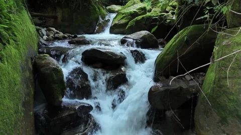 Pristine Jungle Stream Cascading Over Mossy Rocks in a Narrow Gorge Stockbeeldmateriaal 333483047