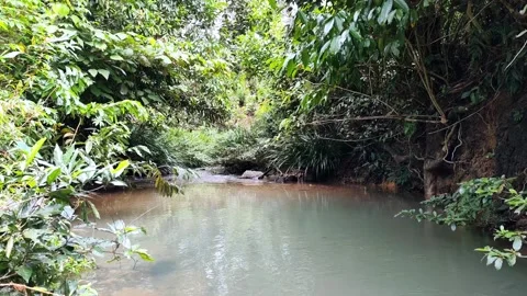 Pristine Jungle Stream with Natural Sound - 60s Static Shot Stock Footage 327627934