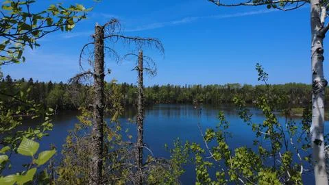 Pristine lake surrounded by lush trees and foliage under a bright sunny sky. Stock Photos