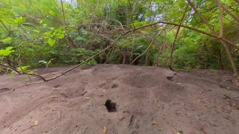 Pristine Maleo Bird Nesting Ground Vidéo 336178273