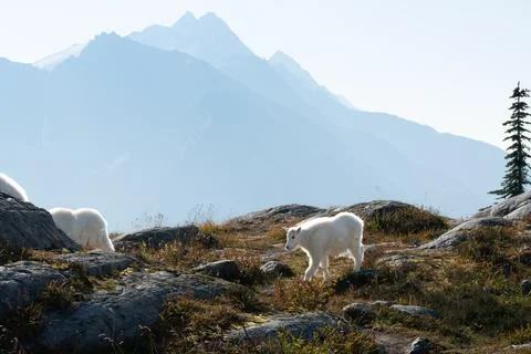 A pristine mountain goat kid explores its high-altitude rocky habitat. Stock Photos
