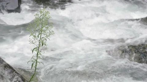 Pristine Mountain River Stream, Costa Rica Stock Footage 205004679