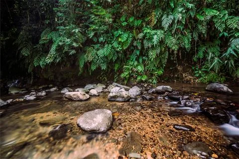 Pristine Mountain Spring. Fresh Waters in a Lush Green Paradise. Stock Photos
