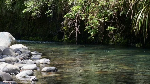 Pristine mountain stream flowing over boulders in forest Stock Footage 99143103
