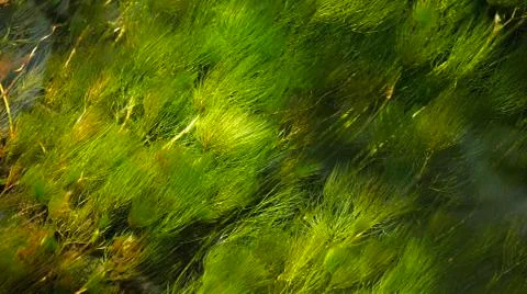 Pristine Mountain Stream In Temperate Rain Forest 스톡 사진