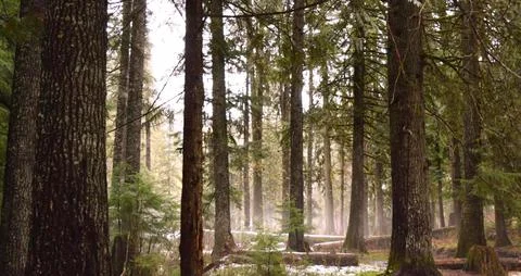 A pristine natural landscape with sunlight filtering through the forest. Stock Photos