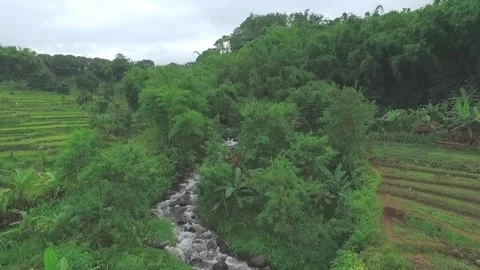 Pristine Natural Stream and Lush Rice Fields in Trawas Countryside East Java Stock Footage 340946701