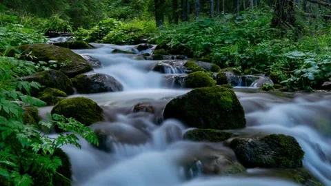 Pristine Nature Scene: Babbling Creek in Tatra Mountains - Timelapse Stock Footage 308193311