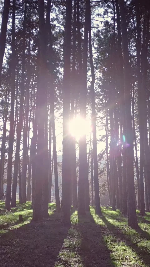 Pristine nature, sun rays in a beautiful evergreen forest, vertical nature Stock Footage 283344843