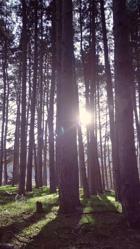 Pristine nature, sunlight in a pine tree forest, vertical short video, phone Stock Footage 283344827