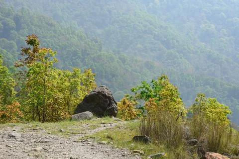 Pristine place in the himalayan dense forest of kalimpong. Stock Photos