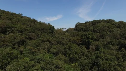 Pristine RainForest Aerial Reveal Brazil Stock Footage